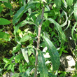 Blätterfoto Inula helvetica