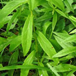 Blätterfoto Inula salicina