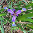Blütenfoto Iris graminea