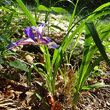 Habitusfoto Iris graminea