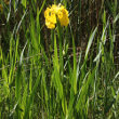 Habitusfoto Iris pseudacorus