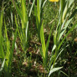 Blätterfoto Iris pseudacorus