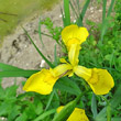 Blütenfoto Iris pseudacorus