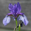 Blütenfoto Iris sibirica