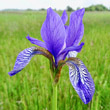 Portraitfoto Iris sibirica