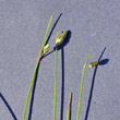 Blütenfoto Isolepis setacea