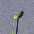 Stängel-/Stammfoto Isolepis setacea