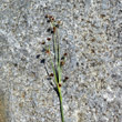 Blütenfoto Juncus alpinoarticulatus