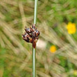 Blütenfoto Juncus arcticus