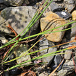 Blätterfoto Juncus articulatus