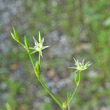 Blütenfoto Juncus bufonius