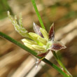 Blütenfoto Juncus trifidus
