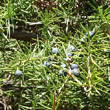 Fruchtfoto Juniperus communis