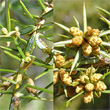 Blütenfoto Juniperus communis