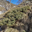 Habitusfoto Juniperus communis