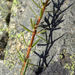 Blätterfoto Juniperus communis