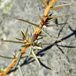 Stängel-/Stammfoto Juniperus communis