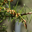 Portraitfoto Juniperus communis
