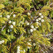 Portraitfoto Juniperus communis subsp. alpina