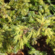 Blätterfoto Juniperus communis subsp. alpina
