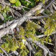 Stängel-/Stammfoto Juniperus communis subsp. alpina