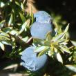 Fruchtfoto Juniperus communis subsp. alpina