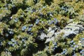 Habitusfoto Juniperus communis subsp. alpina