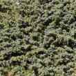 Foto von Besonderheit Juniperus communis subsp. alpina