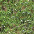 Habitusfoto Juniperus sabina