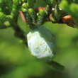 Fruchtfoto Juniperus sabina