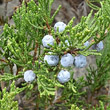 Portraitfoto Juniperus sabina