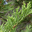 Blätterfoto Juniperus sabina