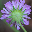 Blütenfoto Knautia arvensis