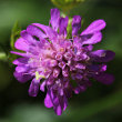 Blütenfoto Knautia dipsacifolia