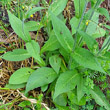 Blätterfoto Knautia dipsacifolia