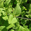 Blätterfoto Knautia drymeia