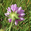 Blütenfoto Knautia purpurea