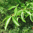 Blätterfoto Laburnum alpinum