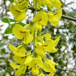 Blütenfoto Laburnum anagyroides