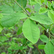 Blätterfoto Laburnum anagyroides