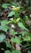 Habitusfoto Lamium galeobdolon subsp. montanum