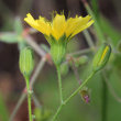 Blütenfoto Lapsana communis