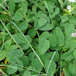 Blätterfoto Laserpitium latifolium
