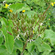 Fruchtfoto Laserpitium latifolium