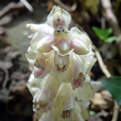 Blütenfoto Lathraea squamaria