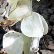 Blätterfoto Lathraea squamaria