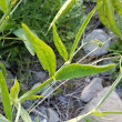 Blätterfoto Lathyrus heterophyllus