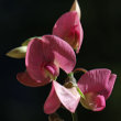 Blütenfoto Lathyrus heterophyllus