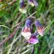 Blütenfoto Lathyrus linifolius