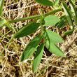 Blätterfoto Lathyrus linifolius